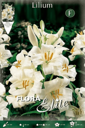 Azucena blanca - Llilium candidum - Bulbo - El Nou Garden