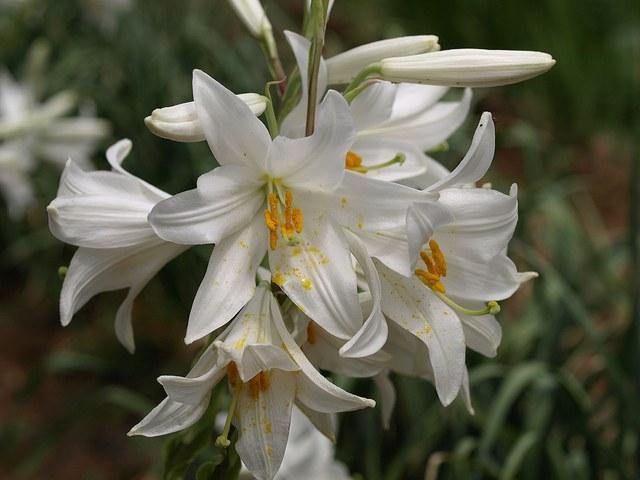 Azucena blanca - Llilium candidum - Bulbo - El Nou Garden