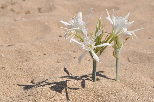 Azucena de mar - Pancratium maritimum - El Nou Garden