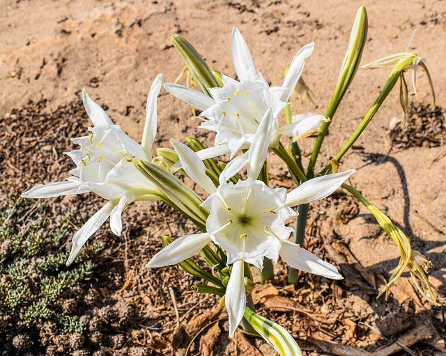 Azucena de mar - Pancratium maritimum - El Nou Garden