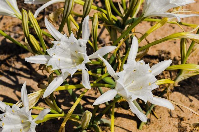 Azucena de mar - Pancratium maritimum - El Nou Garden