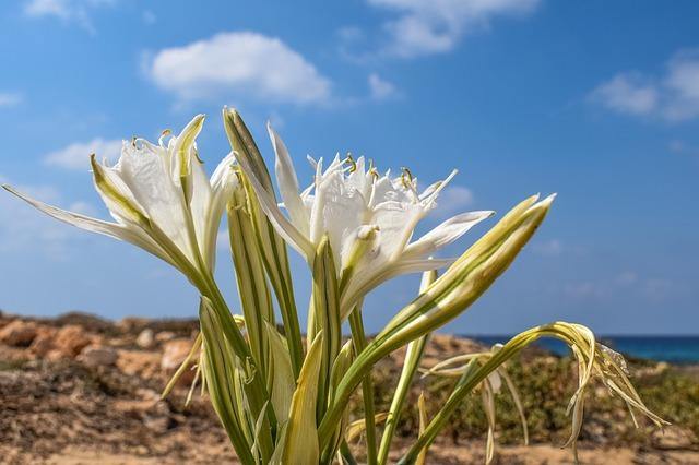 Azucena de mar - Pancratium maritimum - El Nou Garden