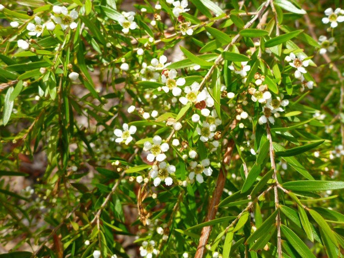 Babingtonia - Babingtonia virgata - El Nou Garden