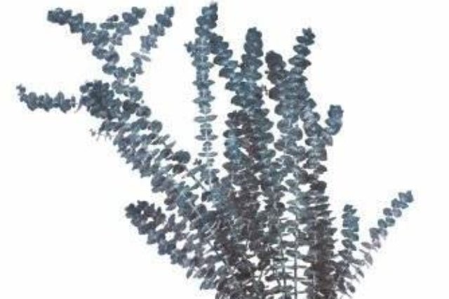 Baby Blue - Verdissimo - El Nou Garden