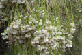 Balo - Plocama pendula - El Nou Garden
