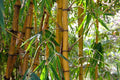 Bambú amarillo - Phyllostachys aurea - El Nou Garden