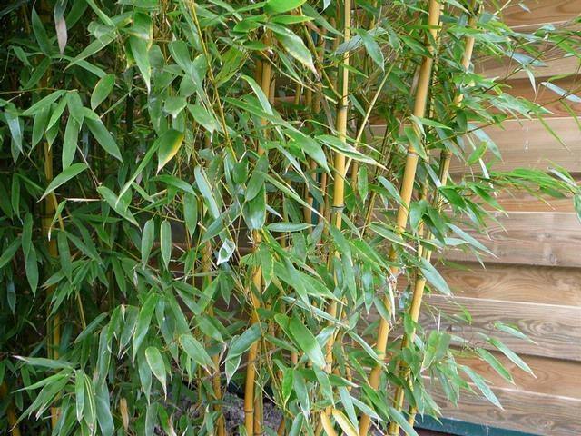 Bambú amarillo - Phyllostachys aurea - El Nou Garden