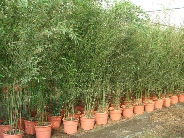Bambú amarillo - Phyllostachys aurea - El Nou Garden