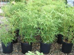 Bambú amarillo - Phyllostachys aurea - El Nou Garden