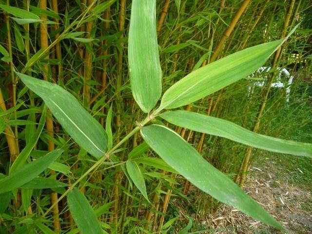 Bambú amarillo - Phyllostachys aurea - El Nou Garden