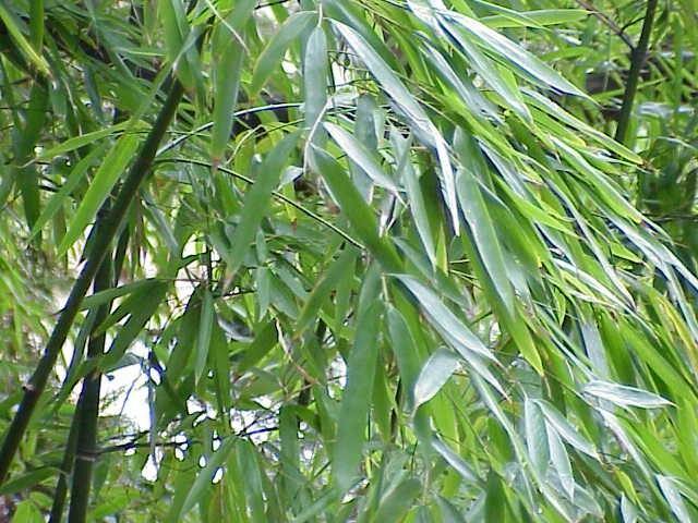 Bambú amarillo - Phyllostachys aurea - El Nou Garden