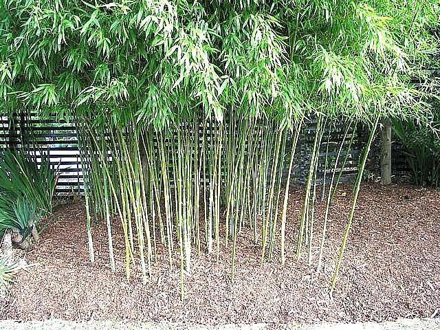 Bambú amarillo - Phyllostachys aurea - El Nou Garden