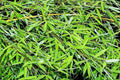 Bambú común - Bambusa vulgaris - El Nou Garden