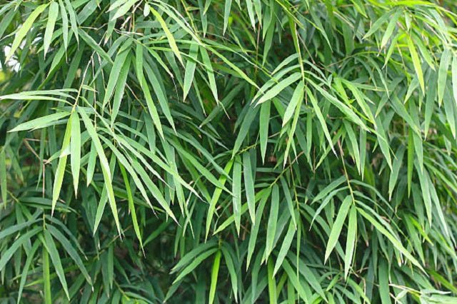 Bambú de Bisset - Phyllostachys bissetii - El Nou Garden