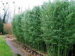 Bambú de Bisset - Phyllostachys bissetii - El Nou Garden