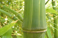 Bambú gigante - Dendrocalamus giganteus - El Nou Garden