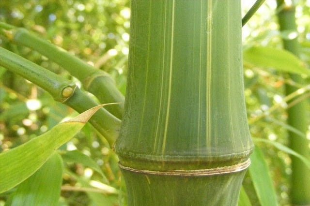 Bambú gigante - Dendrocalamus giganteus - El Nou Garden