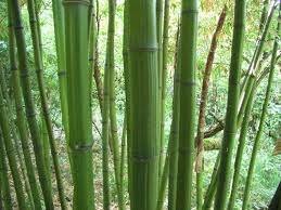 Bambú gigante - Dendrocalamus giganteus - El Nou Garden