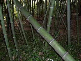 Bambú gigante - Dendrocalamus giganteus - El Nou Garden