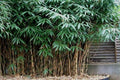 Bambú japonés - Pseudosasa japonica - El Nou Garden