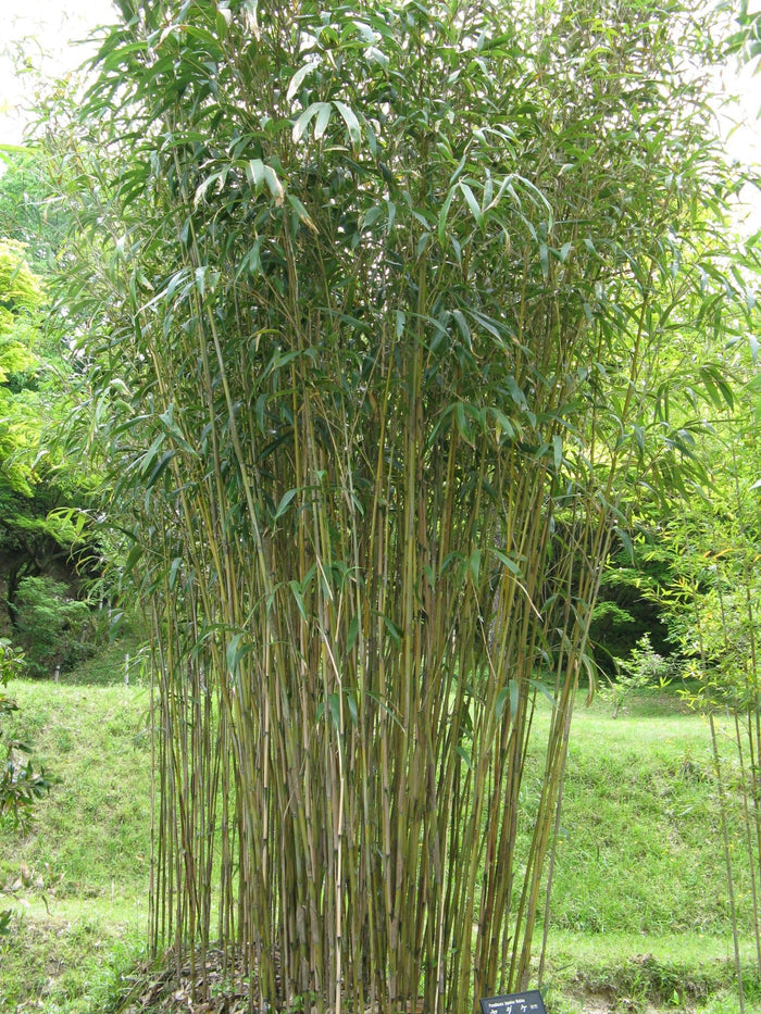 Bambú japonés - Pseudosasa japonica - El Nou Garden