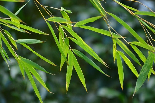 Bambú japonés Spectabilis - Phyllostachys aureosulcata - El Nou Garden