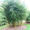 Bambú japonés Spectabilis - Phyllostachys aureosulcata - El Nou Garden