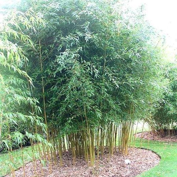 Bambú japonés Spectabilis - Phyllostachys aureosulcata - El Nou Garden