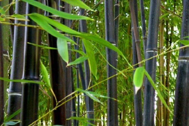 Bambú negro - Phyllostachys nigra - El Nou Garden