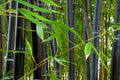 Bambú negro - Phyllostachys nigra - El Nou Garden