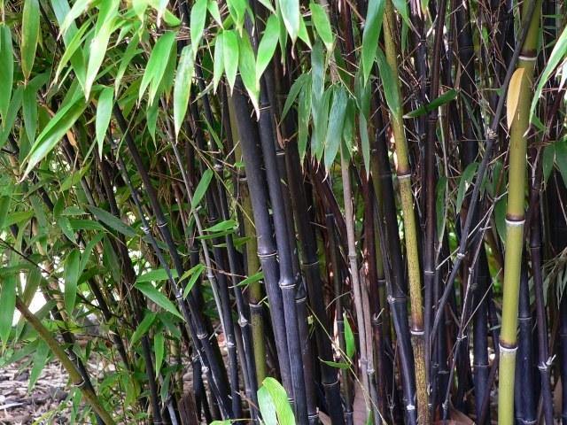 Bambú negro - Phyllostachys nigra - El Nou Garden