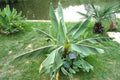 Banana china - Musella lasiocarpa - Musa Golden Lotus - El Nou Garden