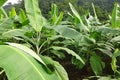 Bananero - Musa paradisiaca - El Nou Garden