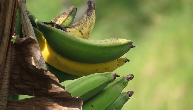 Bananero - Musa paradisiaca - El Nou Garden