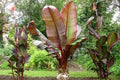 Bananero de Abisinia - Ensete ventricosum Maurelli - Musa Ensete - El Nou Garden