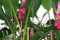 Bananero rojo Red Dacca - Musa acuminata Red Dacca - El Nou Garden