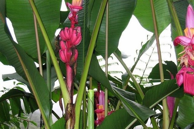Bananero rojo Red Dacca - Musa acuminata Red Dacca - El Nou Garden