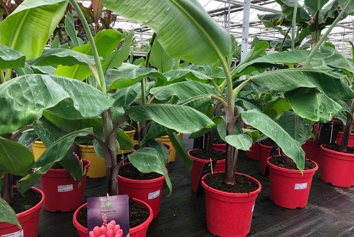 Bananero rojo Red Dacca - Musa acuminata Red Dacca - El Nou Garden