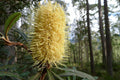 Banksia costera - Banksia integrifolia - El Nou Garden