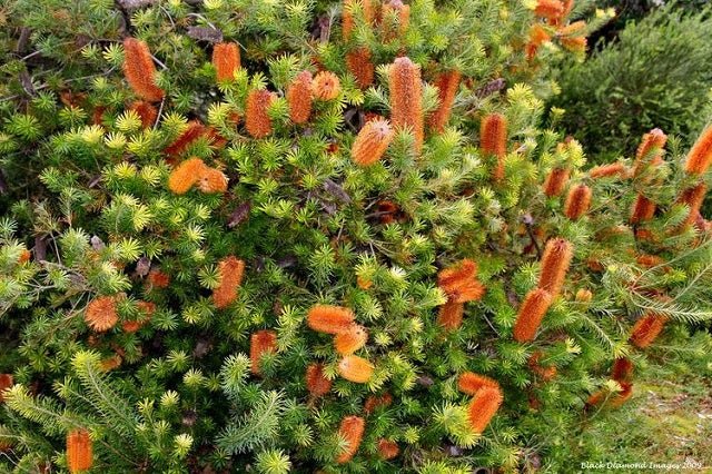 Banksia paraguas - Banksia ericifolia - El Nou Garden