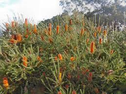Banksia paraguas - Banksia ericifolia - El Nou Garden