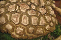 Barbasco de placa - Dioscorea mexicana - El Nou Garden