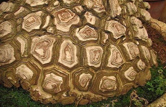 Barbasco de placa - Dioscorea mexicana - El Nou Garden
