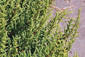 Barrilla tamojo - Hammada articulata - El Nou Garden