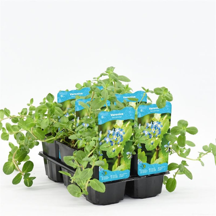 Becabunga - Veronica beccabunga - El Nou Garden