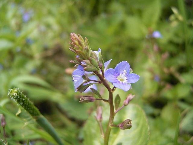 Becabunga - Veronica beccabunga - El Nou Garden