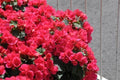 Begonia Betulia - El Nou Garden