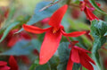 Begonia de Bolivia - Begonia boliviensis - El Nou Garden