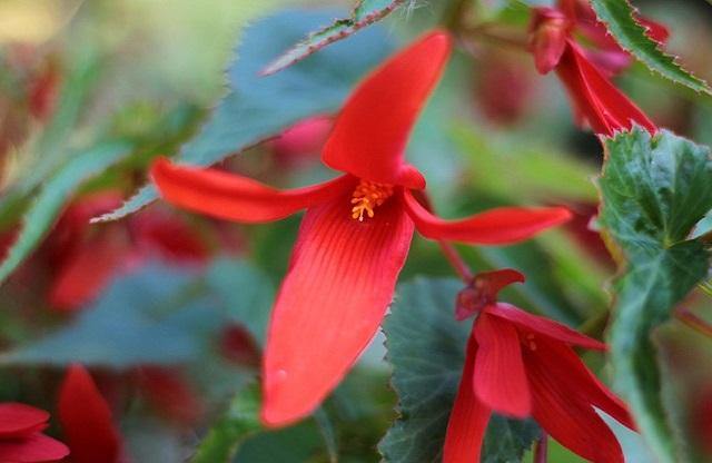 Begonia de Bolivia - Begonia boliviensis - El Nou Garden
