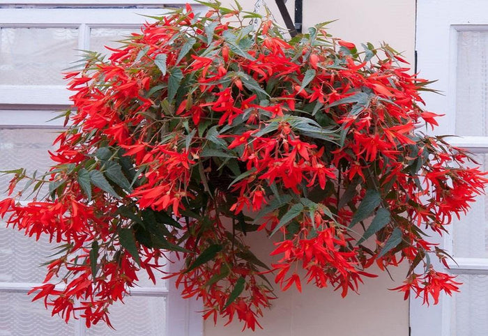 Begonia de Bolivia - Begonia boliviensis - El Nou Garden